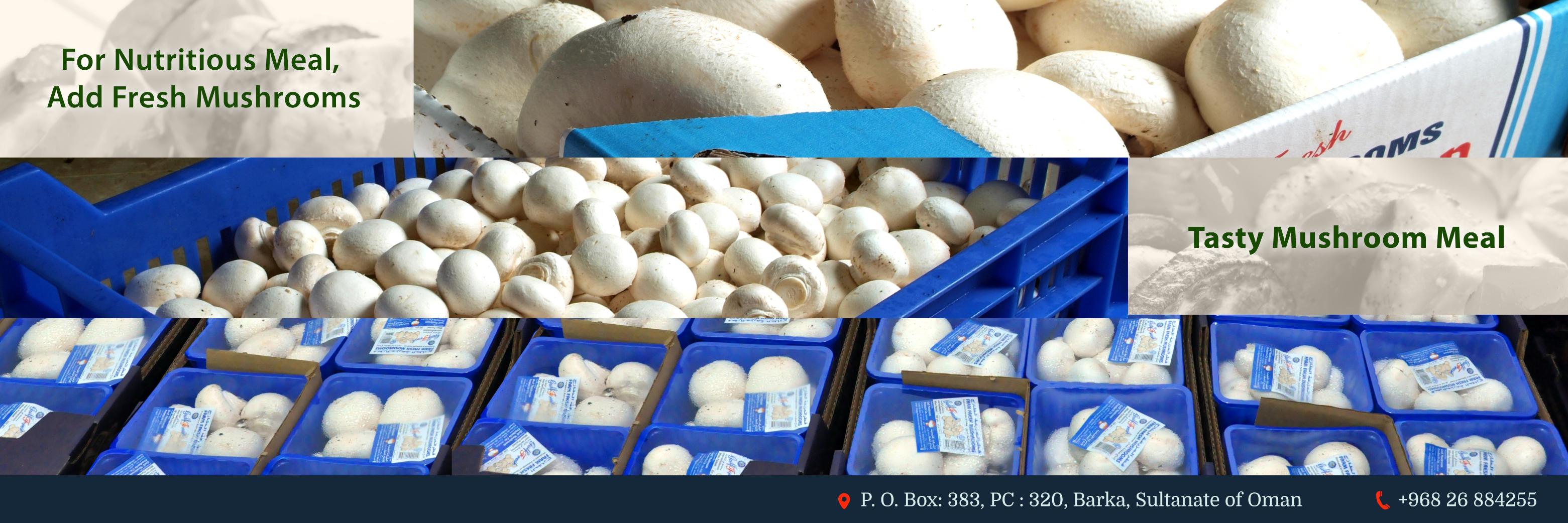 mushroomoman's profile banner image