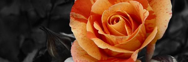 lacotolasa652 Profile Banner