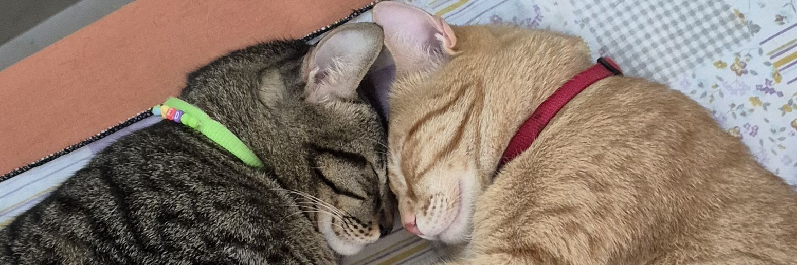 Juwwp's profile banner image