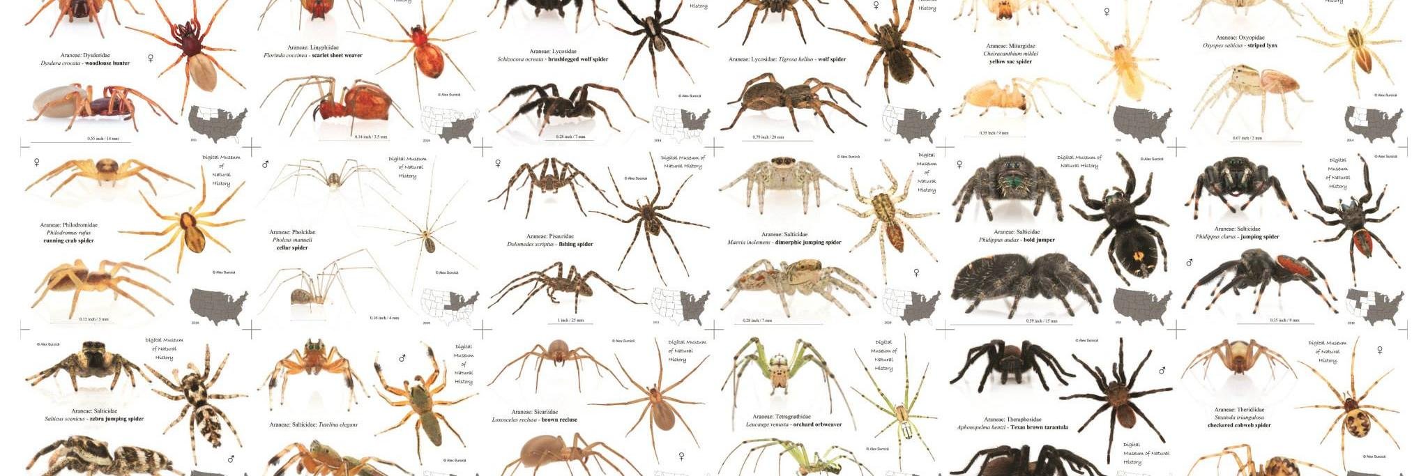 Spider_papers banner