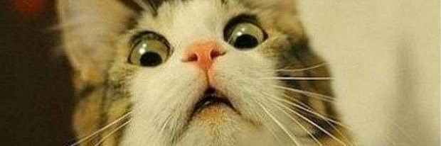 King_of_Chives's profile banner image