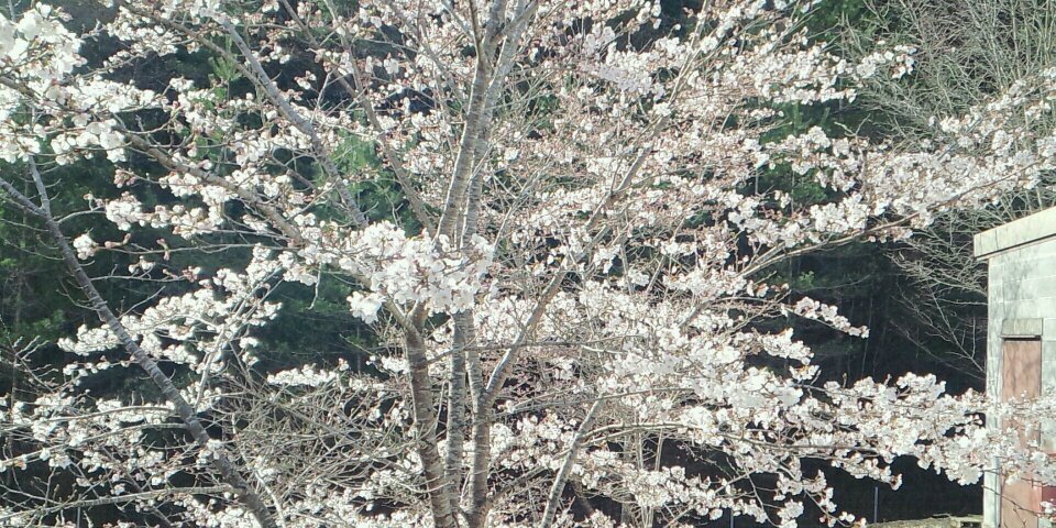 rin113andu's profile banner image
