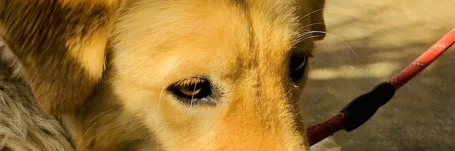 nicafaithy's profile banner image