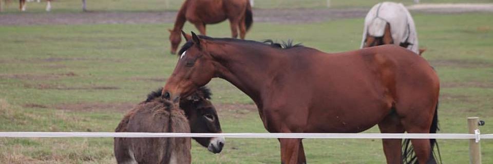 ChevonBooysen's profile banner image