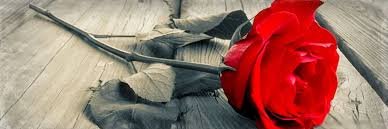 incigul_1's profile banner image