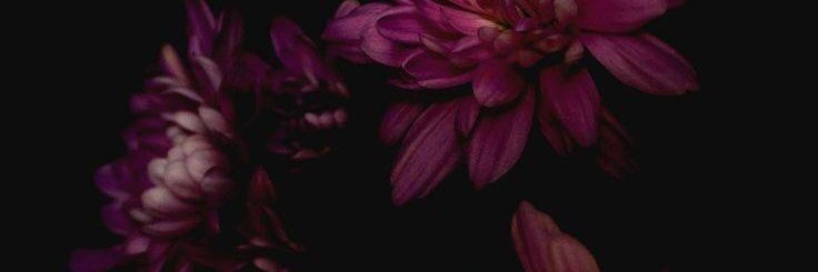 Adelaide Angell banner