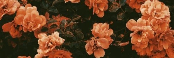 kaktusbarti's profile banner image