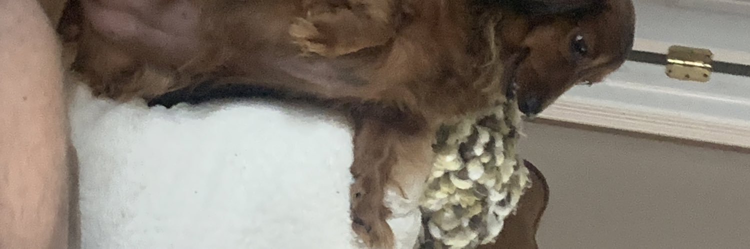 konny banner