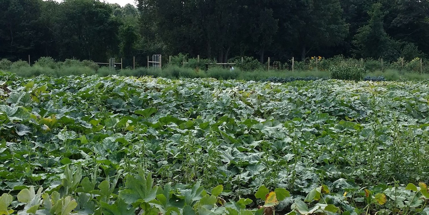 Lettuce Be Local banner