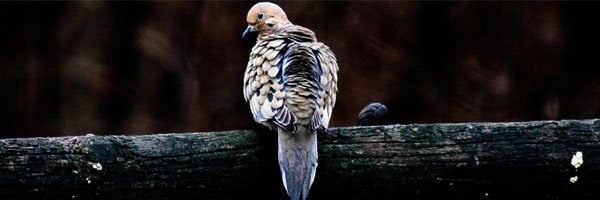 aIl_aIone's profile banner image