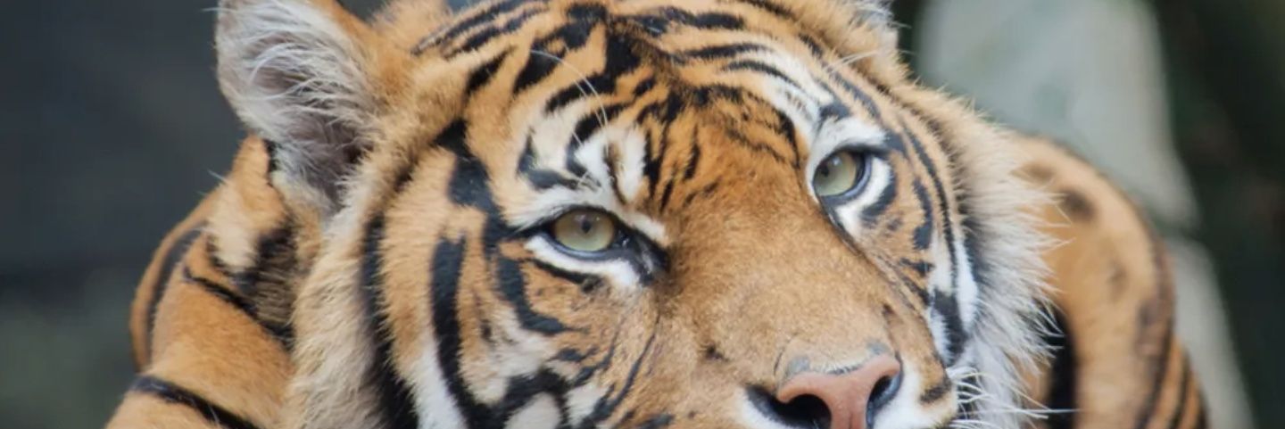 CommsChief2Army's profile banner image