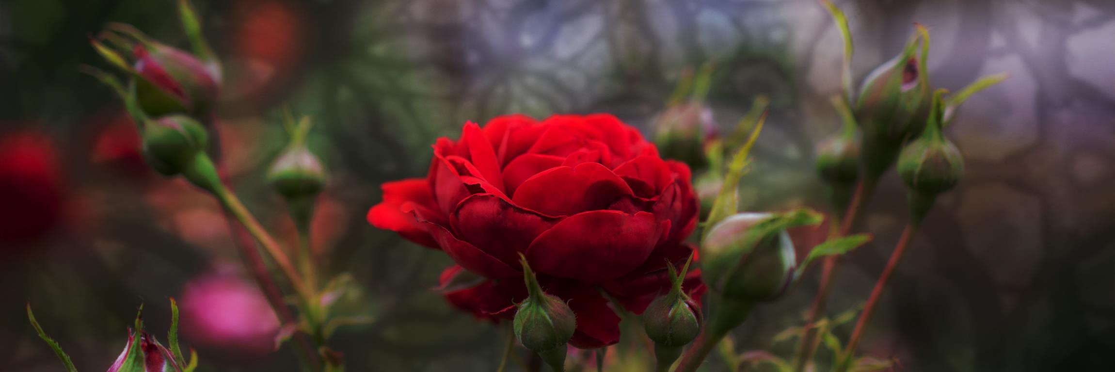Linda Troski banner