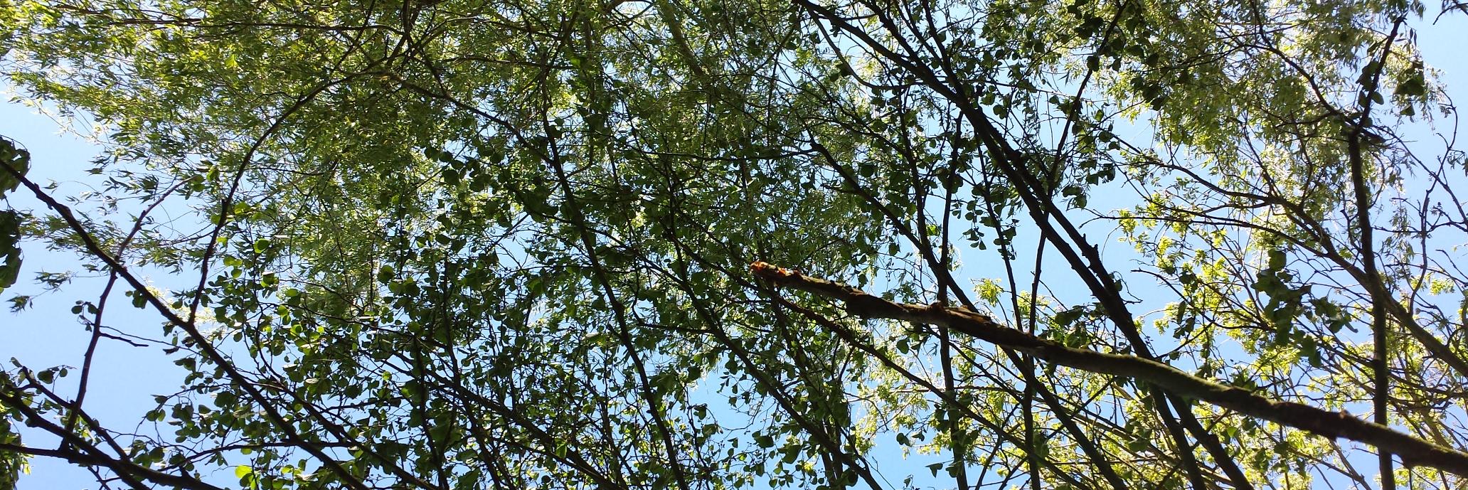 OllieTrees's profile banner image