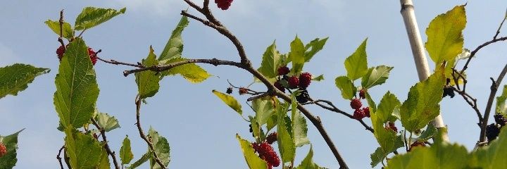 brigadeirozombi's profile banner image