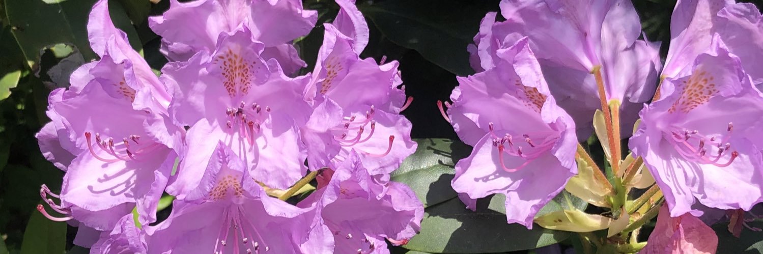 KathrinAmacker's profile banner image
