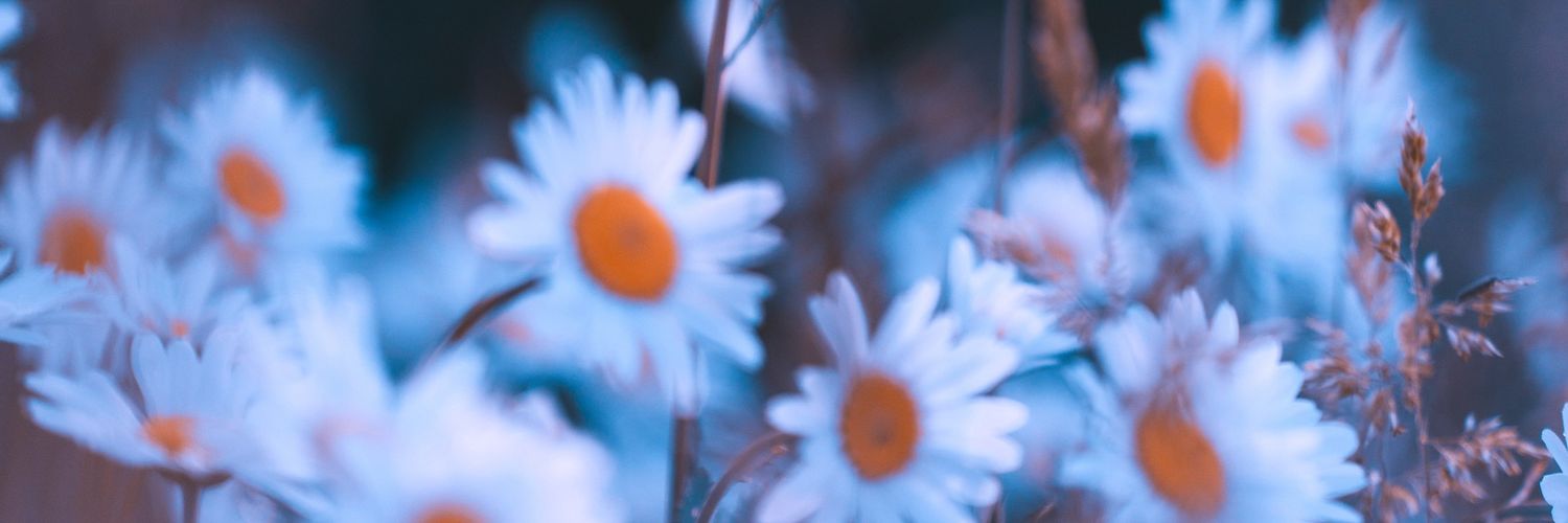 dorrtf's profile banner image