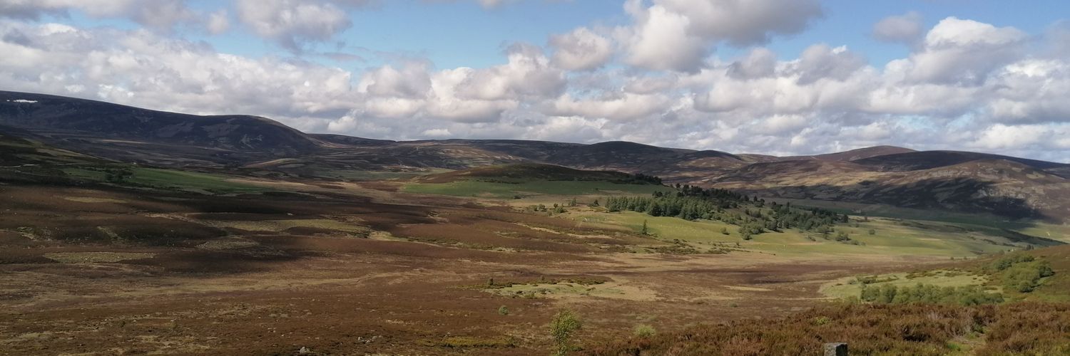 #1 Fan of my own dogs banner