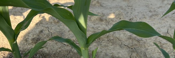 ChrisK_Banded Profile Banner