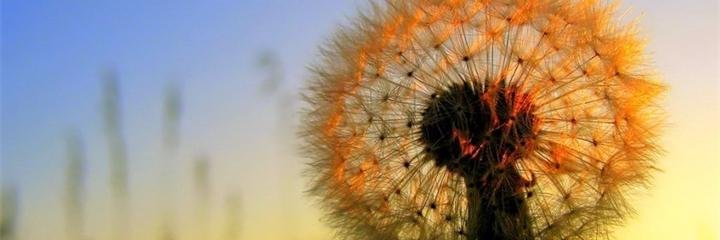 ОчеВидец banner