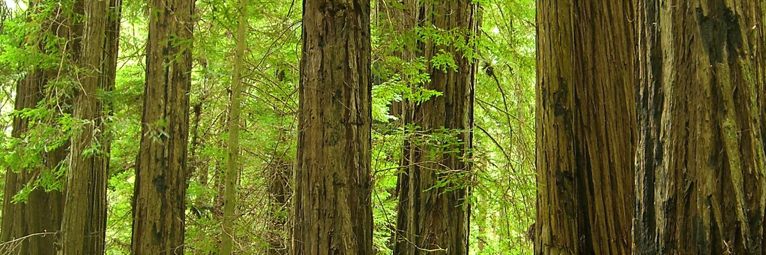 RedwoodPtrs's profile banner image