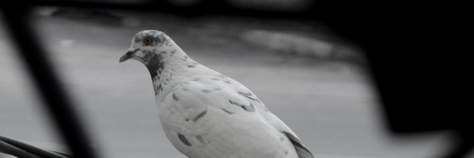 pramud's profile banner image