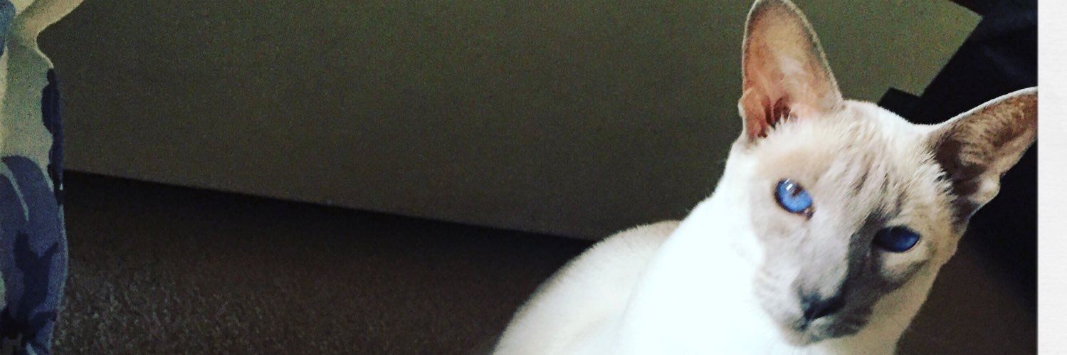 silvergato's profile banner image