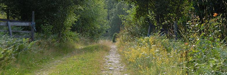 Bart Söndagsbarn ⚦ banner
