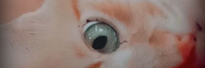 RocanoMaria's profile banner image