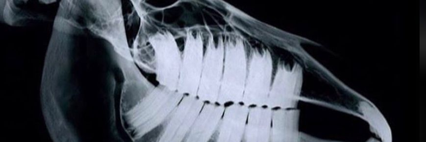 sometimes_sofi's profile banner image