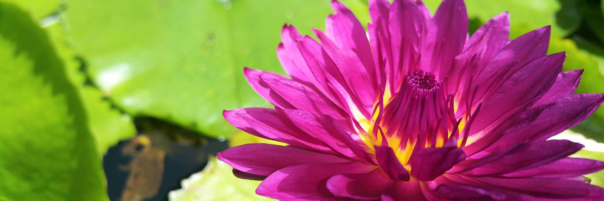 terranovayoga's profile banner image