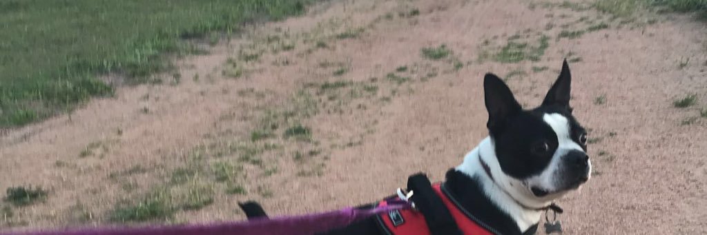 SkylarMaple17's profile banner image