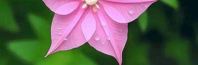 DPanggera's profile banner image