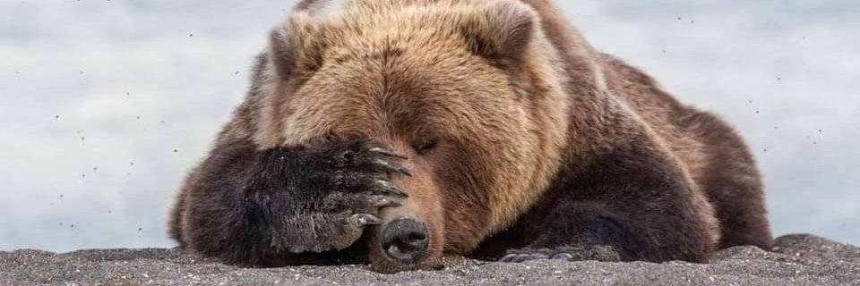 Waylander_Tone banner