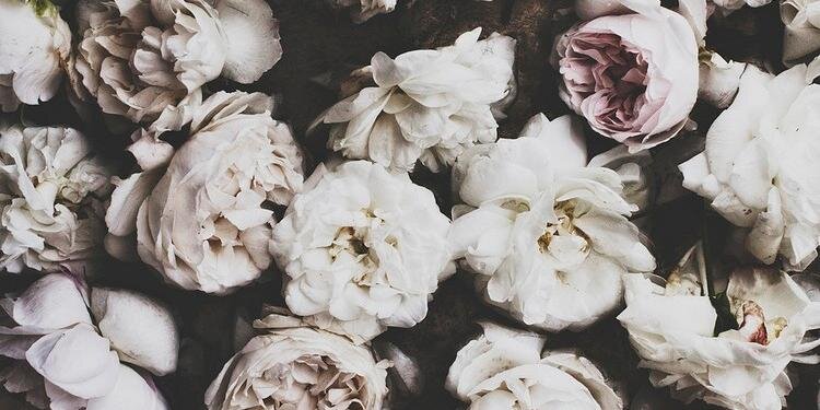 ✨L banner