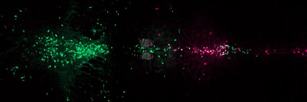 SenftRebecca Profile Banner