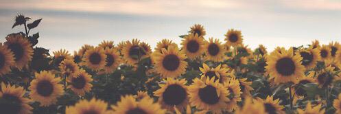sam_sciarra's profile banner image