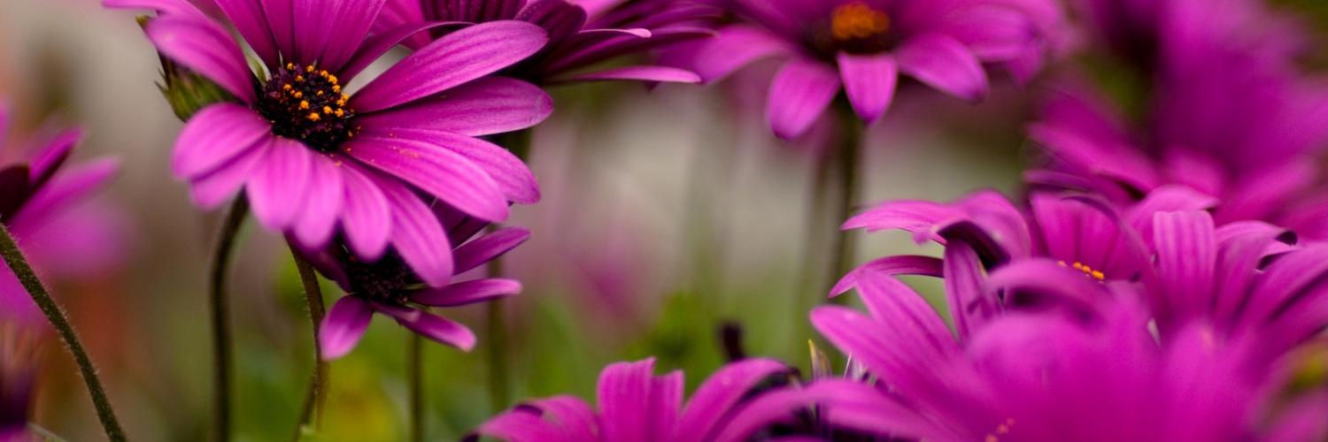 GodFather PUBG banner