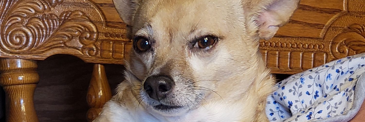 Liz banner