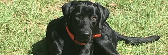 LangstonFred's profile banner image