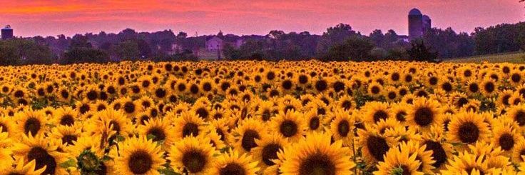 Kami no kodomo banner