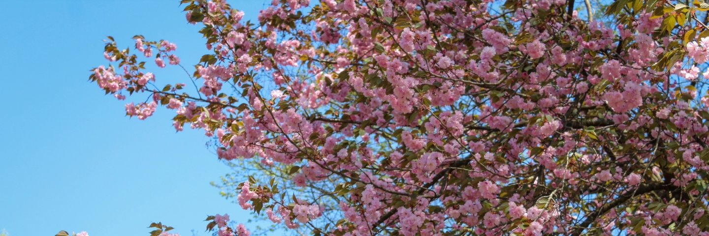 Arianna🎀🇬🇹 banner