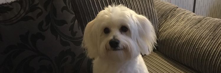 tornaxx's profile banner image