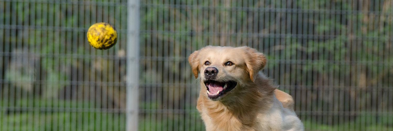 DoggyOverload banner