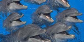 dolphyofficel's profile banner image