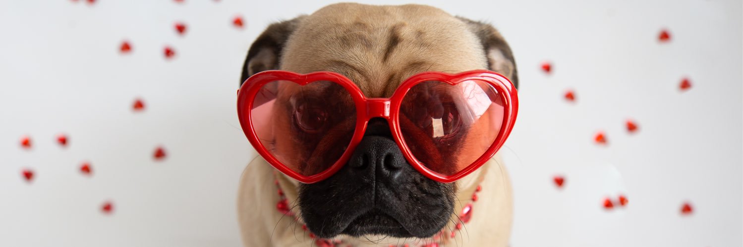 NationalPugDay's profile banner image