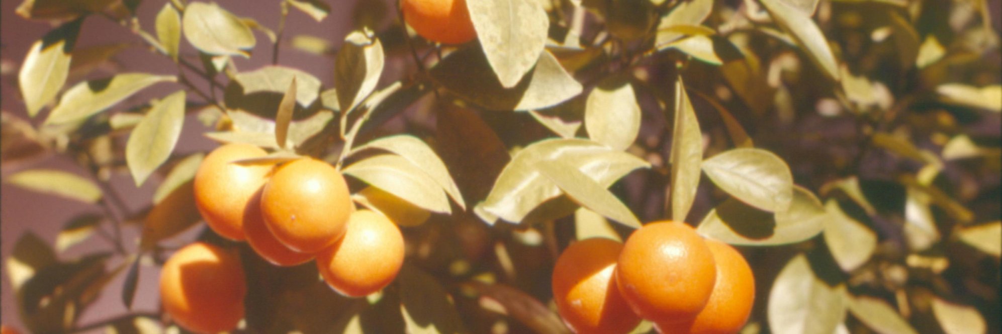 S_Jantz's profile banner image