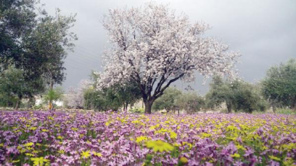 Dr. Atif Shareef د. عاطف شريف banner