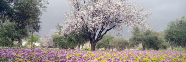 abulrub1 Profile Banner