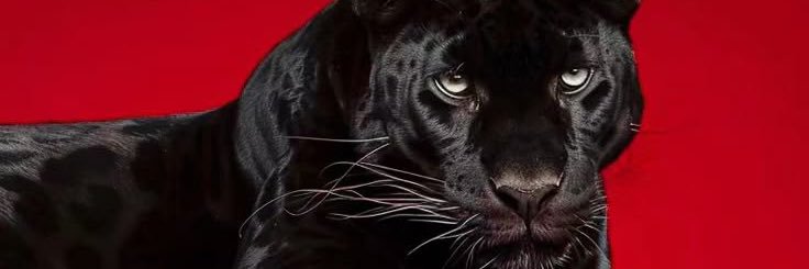 Kingofetiquette's profile banner image