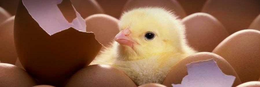 Cute Animal Pics banner